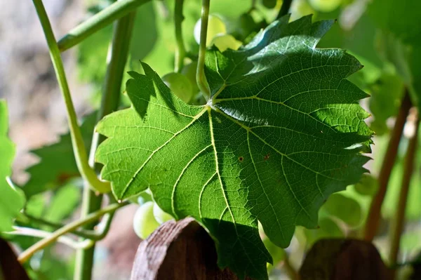 Zielone wino winorośli z liści wykonanych w ogrodzie. — Zdjęcie stockowe