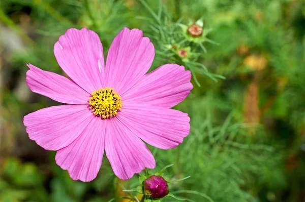 Nahaufnahme des schönen Gartenkosmos bipinnatus. — Stockfoto