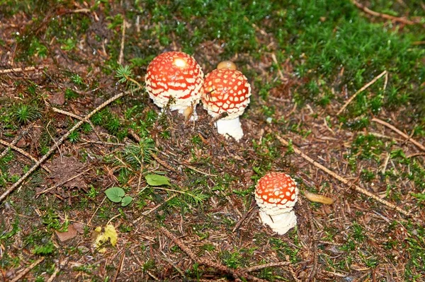 Agaric amanita muscaia grzyb szczegół w lesie jesień sezonowe trujące — Zdjęcie stockowe