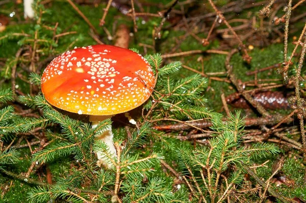 Agaric amanita muscaia grzyb szczegół w lesie jesień sezonowe trujące — Zdjęcie stockowe