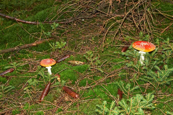 Agárico amanita muscaia cogumelo detalhe na floresta outono sazonal venenoso — Fotografia de Stock