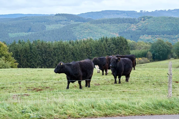 Корови пасуться на фермі в прекрасний осінній день — стокове фото