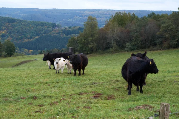 Koeien grazen op een landbouwgrond op een prachtige herfstdag — Stockfoto