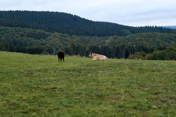 Vacas pastando em uma fazenda em um belo dia de outono — Fotografia de Stock