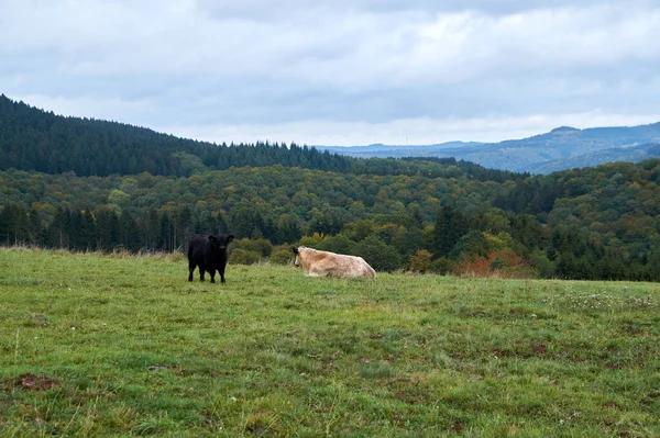 Vacas pastando en una granja en un hermoso día de otoño —  Fotos de Stock
