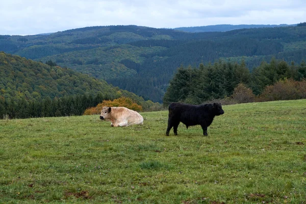 Vacas pastando em uma fazenda em um belo dia de outono — Fotografia de Stock