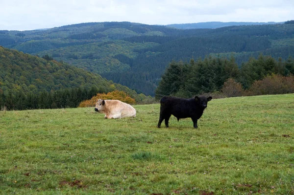 Vacas pastando em uma fazenda em um belo dia de outono — Fotografia de Stock