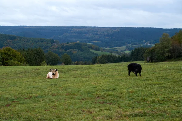 Vaches broutant sur une terre agricole par une belle journée d'automne — Photo