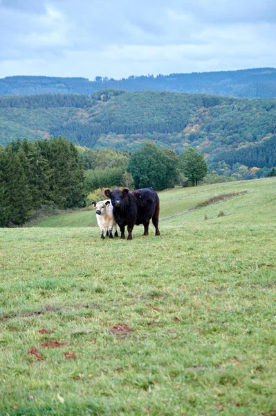 Vacas pastando em uma fazenda em um belo dia de outono — Fotografia de Stock
