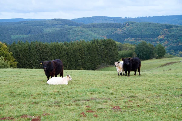 Kor som betar på en jordbruksmark en vacker höstdag — Stockfoto