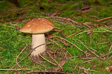 Boletus edulis ormanda yenilebilir mantar.