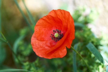 Gelincik çiçeği ya da papaver rhoeas gelinciği.