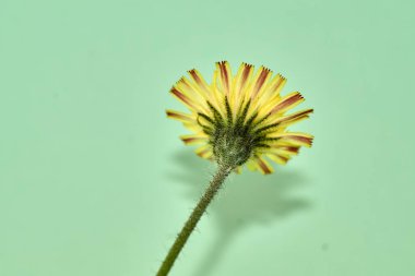 Yeşil arka planda çekilmiş bir hiyerakyum bitkisinin izole edilmiş görüntüsü.