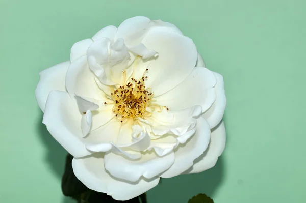 Image Isolée Une Rose Blanche Photographiée Sur Fond Vert — Photo