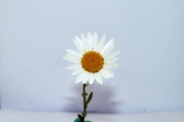 Leucanthemum vulgare adlı bir papatya bitkisinin izole edilmiş görüntüsü, beyaz bir arka planda fotoğraflanmış..
