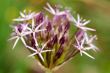 Allium cristophii, Pers soğanı, İran yıldızı.