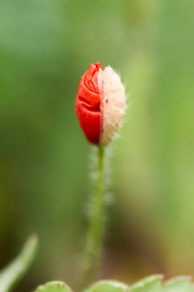 Makowy Kwiat Lub Brukarz Rhoeas Mak Światłem — Zdjęcie stockowe