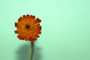 Yeşil bir arka planda fotoğraflanmış, bir hiyerakyum, bir şahin otunun izole edilmiş görüntüsü.