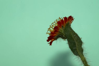 Yeşil bir arka planda fotoğraflanmış, bir hiyerakyum, bir şahin otunun izole edilmiş görüntüsü.