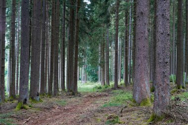 Almanya, Vulkaneifel 'de bir orman yolunda yürüyüş..