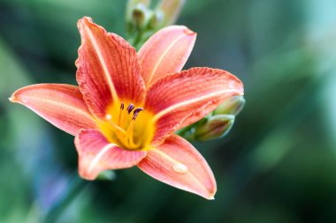 Makro fotoğraf doğası çiçek açan turuncu Lilium soğanı. Arkaplan dokusu, turuncu tomurcuklu zambak gibi yanıyor. Görüntü bitkisi turuncu tropikal çiçek açan kaplan zambağı