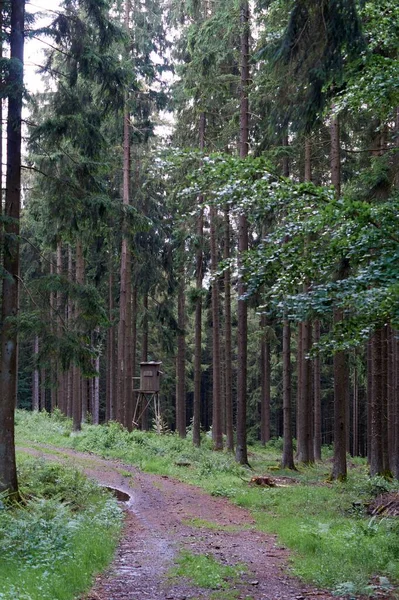 Wędrówka po leśnej ścieżce w Vulkaneifel, Niemcy. — Zdjęcie stockowe