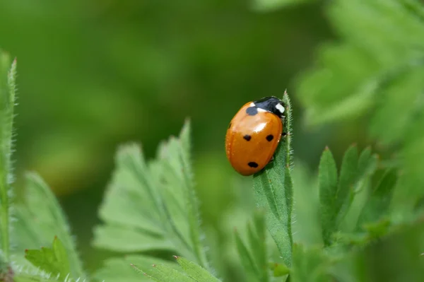 五月的晴天,红色的瓢虫落在绿草叶上.Coccinellidae是一个广泛分布的小甲虫科。春天的时候. — 图库照片