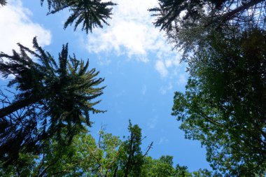 tepeden tırnağa fotoğraflanmış birkaç ağaç.