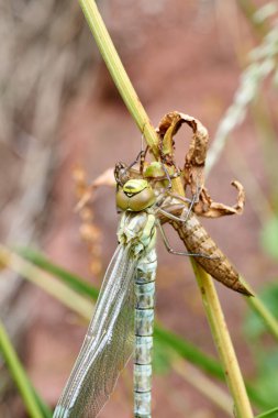 Güzel bir dişi göçmen Hawker Dragonfly, Aeshna mixta, bir gölün kenarındaki sazlığa tünemiş.