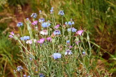 Mavi Cornflower çiçeği - Latince adı - Cyanus segetum Centaurea siyanus.