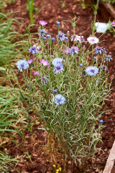 Flor Aciano Azul Nombre Latino Cyanus Segetum Centaurea Cyanus — Foto de Stock
