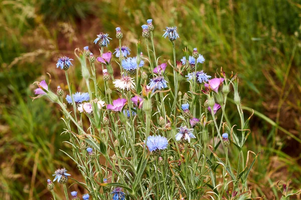 Blue Cornflower Flower Latin Name Cyanus Segetum Centaurea Cyanus — Stock Photo, Image