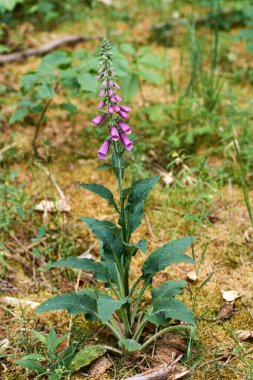 Çiçekler açan canlı mor renkli yüksükotu dijitalis çiçekleri yeşil çimen arka planında