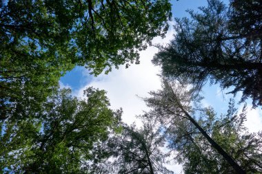 Yerden yukarıdaki ağaçların tepelerine kadar uzanan bir manzara. Düşük açılı çekim. Ağaç taçlar ve mavi gökyüzü. Ormanda güzel bir simetri