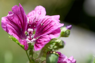 Pembe Mallow veya Hollyhock. Alcea Rosea 'ya yakın çekim