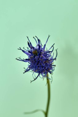 Siyah rampion Phyteuma nigrum çiçeği, Avrupa 'daki Alplerde bir bitki.