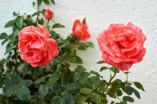 Деталь красных роз в саду . — стоковое фото