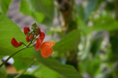 Yazın başında tarladaki fasulyeler kırmızı çiçeklerle açar..