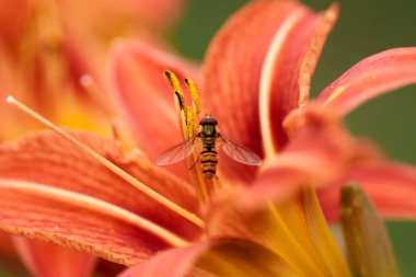 Bir uçan sineğin yakın çekim görüntüsü - Syrphidae ailesi.