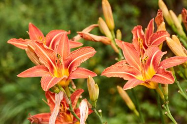 Makro fotoğraf doğası çiçek açan turuncu Lilium soğanı