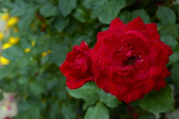 Hermosas Rosas Rojas Jardín Flores Para Día San Valentín —  Fotos de Stock