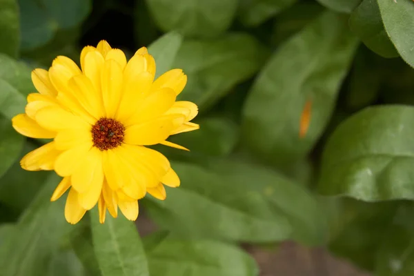 菜园金盏花 它的植物学名称是洋地黄 — 图库照片