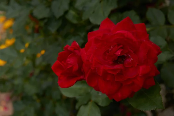 Hermosas Rosas Rojas Jardín Flores Para Día San Valentín —  Fotos de Stock