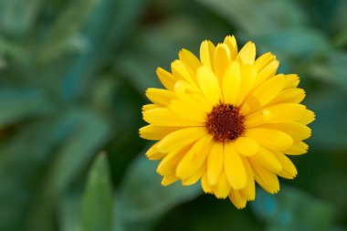 Bahçe kadife çiçeği, Ruddles, botanik adı Calendula officinalis..