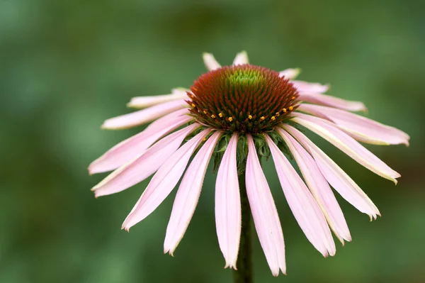 Kwitnące Zioło Lecznicze Echinacea Purpurea Lub Coneflower Zbliżenie Selektywne Skupienie — Zdjęcie stockowe