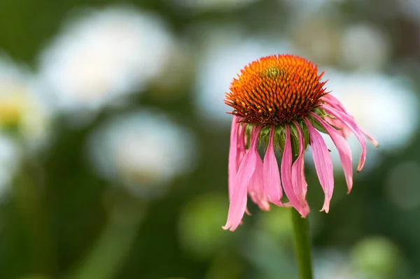 Blühende Heilpflanze Echinacea Purpurea Oder Sonnenhut Nahaufnahme Selektiver Fokus Zentrum — Stockfoto