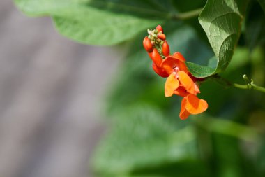 Yazın başında tarladaki fasulyeler kırmızı çiçeklerle açar..