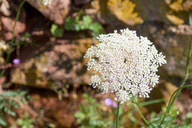 Daucus havuç bitkileri ya da çiçek açmış yaban havucu