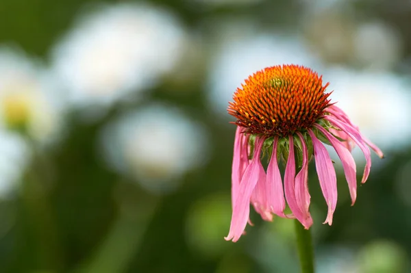 Blühende Heilpflanze Echinacea Purpurea Oder Sonnenhut Nahaufnahme Selektiver Fokus Zentrum — Stockfoto