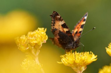 Sarı bir çiçeğin üzerinde gözleri olan parlak, güzel bir kelebek..